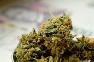 Bloomz Hemp – The Rise of Premium Hemp Flower and Modern Cannabinoid Culture