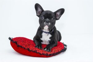 Pupper Crust – Personalized Pet Keepsakes and Enrichment for Modern Dog Lovers