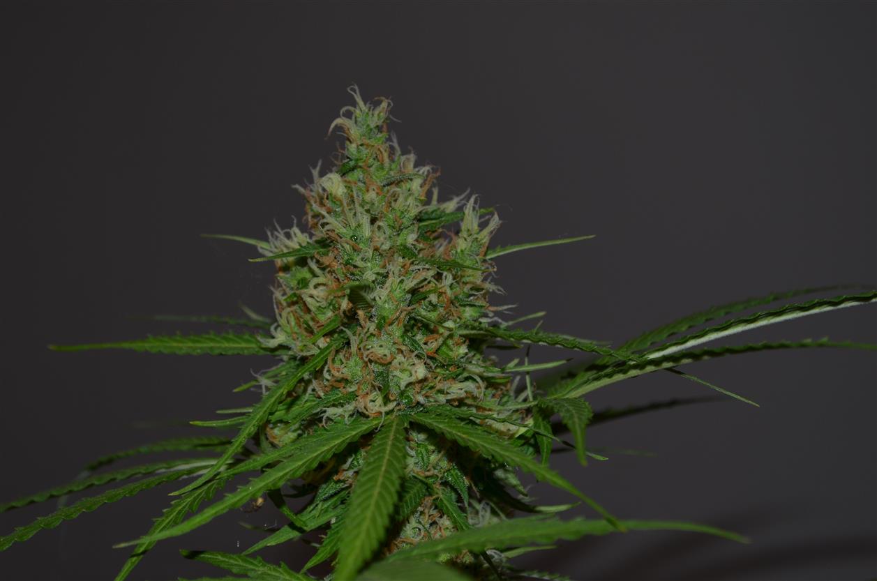 Bloomz is an online hemp and cannabinoid retailer known for offering a wide variety of THC and hemp-derived flower products, including THCA flower, THC-P flower, moonrocks, snow caps, pre-rolls, and exotic blends. The brand has gained attention among consumers looking for federally compliant hemp-derived alternatives and modern cannabinoid experiences through online shopping platforms. As the hemp industry continues evolving in the United States, companies like Bloomz represent the rapid growth of cannabinoid-focused e-commerce and the increasing demand for alternative wellness and recreational hemp products.