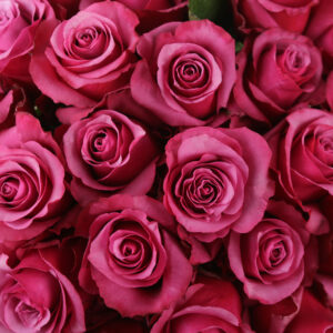 How to Keep Fresh Roses Fresh Longer Expert Care Guide