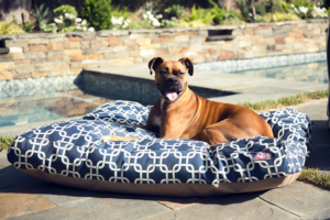 Managing Multi-Dog Households Gear That Handles the Chaos