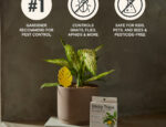 Preparing Indoor Plants for Winter Arber’s Seasonal Defense Solutions