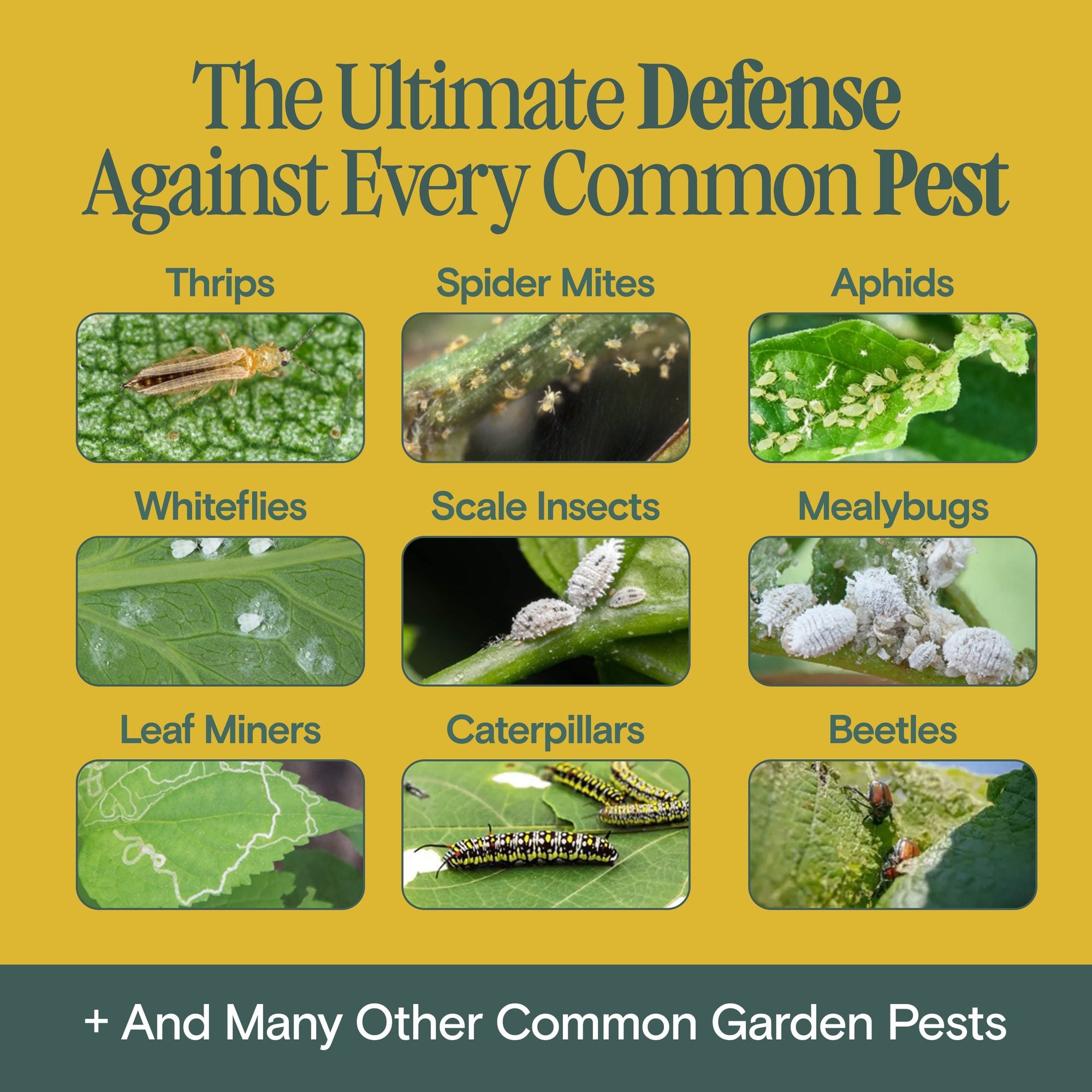 Yellow infographic showing nine common garden pests including thrips, aphids, spider mites, and beetles